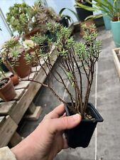 Crassula sarcocaulis -