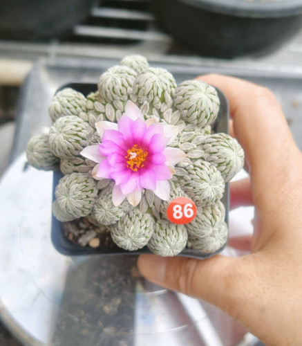 Rara succulenta pelecyphora - rara,