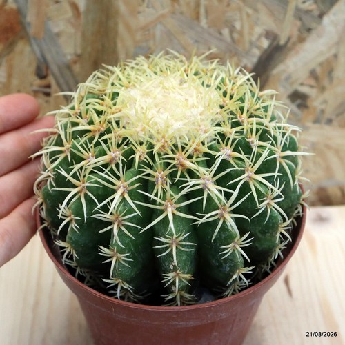 Echinocactus grusonii
