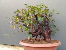 Bonsai Carpino Bianco 40x20cm In Vaso Pianta Interno Esterno Frastagliata Albero