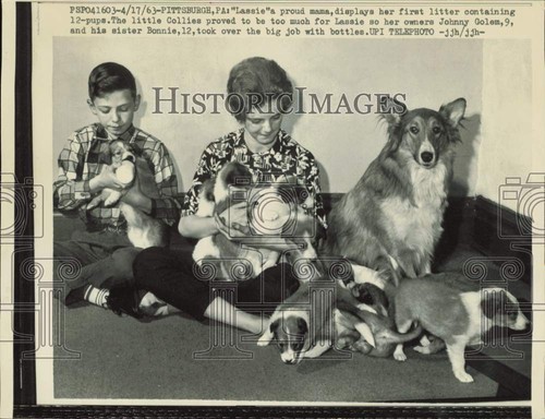 1963 stampa foto cane collie - foto,
