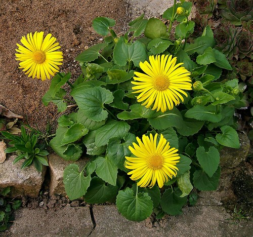 Doronicum seёds - 75,