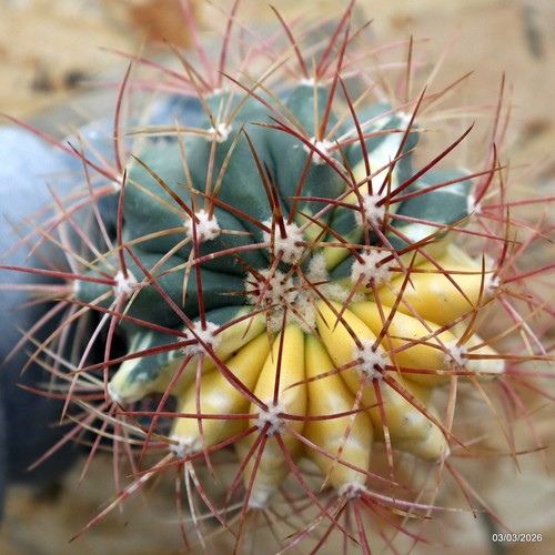 K208 ferocactus variegated - k208,