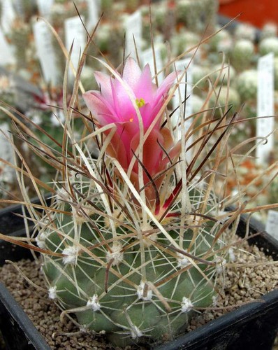 Sclerocactus spinosior - , v