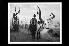 Sebastiao salgado genesis - genesis,