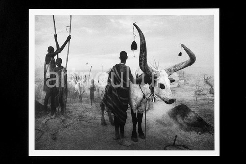 Sebastiao salgado genesis - salgado,