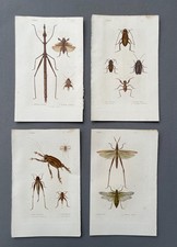 Storia naturale, entomologia