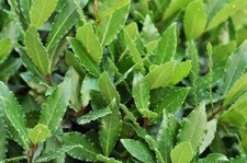 Laurus nobilis alloro in vaso offerta lotto 16 piante h 10- 15 cm , aromatica