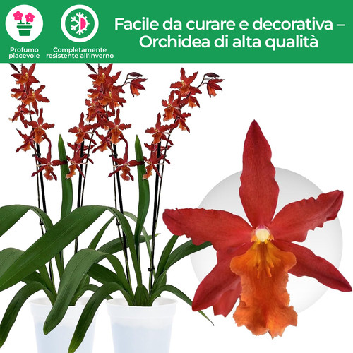 Piante orchidee interno - piante,