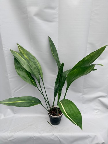 Aspidistra elatior variegata - aspidistra,