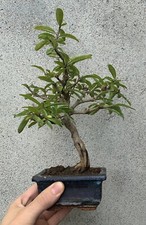 Bonsai di Melograno (Punica Granatum)