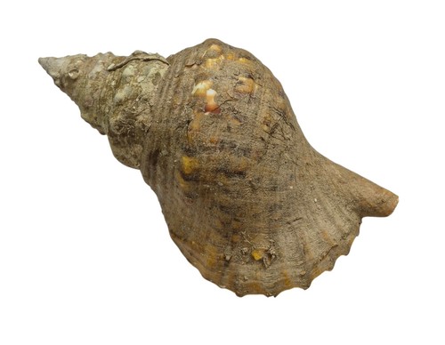 Conchiglia shell charonia - conchiglia,