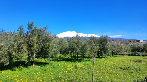 Olio extravergine oliva in - extravergine, d'oliva