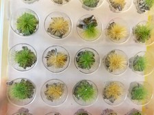 Noch Scala N 06920 Cespugli