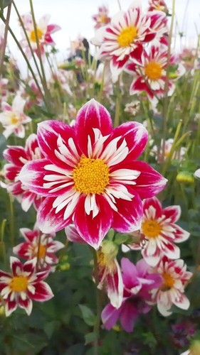 468u dalia corretta - ds,