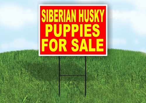 Siberian husky cuccioli - siberian,