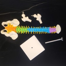 Modello di colonna vertebrale