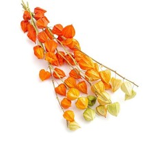 Physalis vero essiccato per decorazione autunnale 5 steli