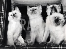 Foto vintage Francia, Gatti