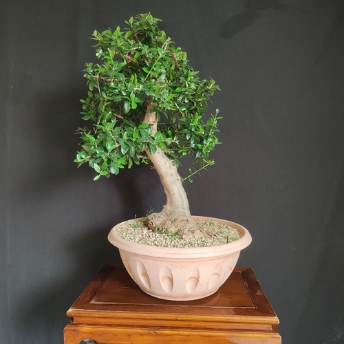 Pre bonsai olivastro - pre, di