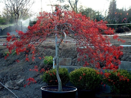 Acero rosso giapponese acer - acero,