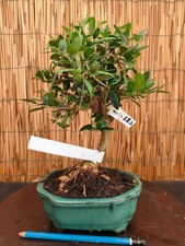 Bonsai di Olivo h 30cm Visita
