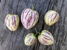 VSP389 Mini Pepino Solanum