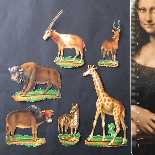 Cromati animali savana - 6,