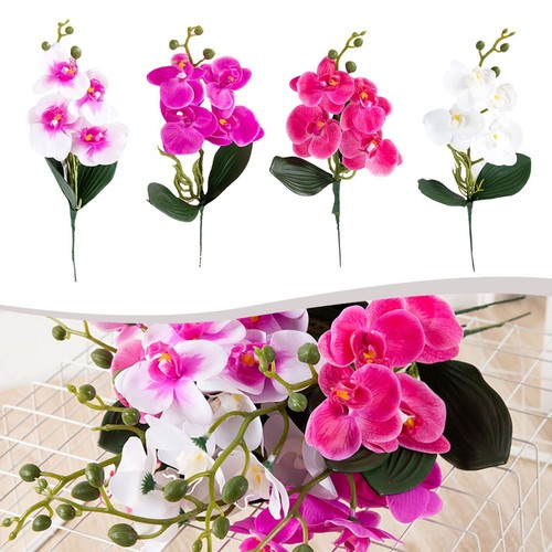 Simulazione phalaenopsis - simulazione,