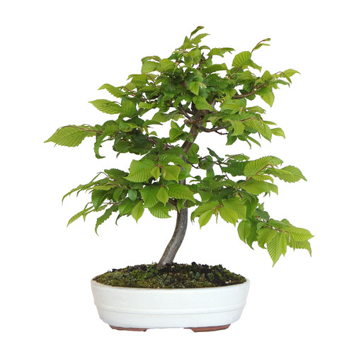 Kentis bonsai carpino - kentis,