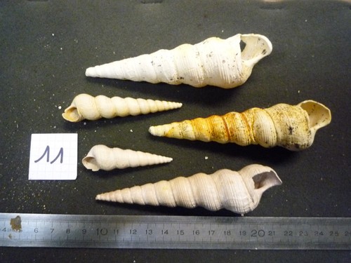 125 turritella - 125.02, b