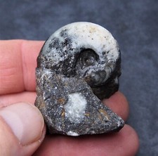 33 mm Goniatite Devoniana