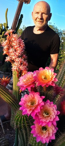 Hildewintera mamacita plant - hildewintera,
