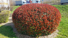 Photinia x fraseri 'Red Robin'