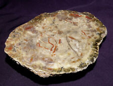 Versteinerter Sterco di