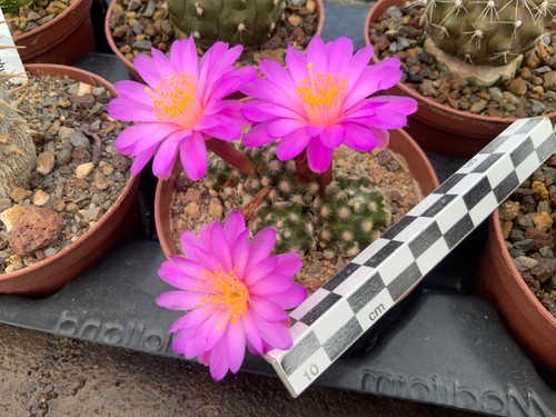 322 mammillaria haudeana - 322,