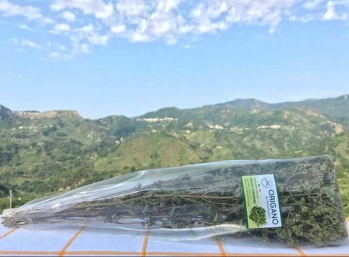 Origano siciliano selvatico - selvatico,