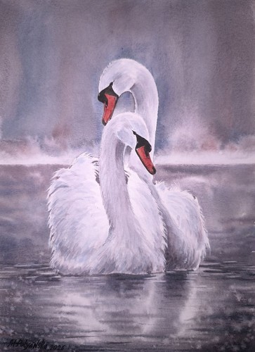 Bird snowy white - swans, love