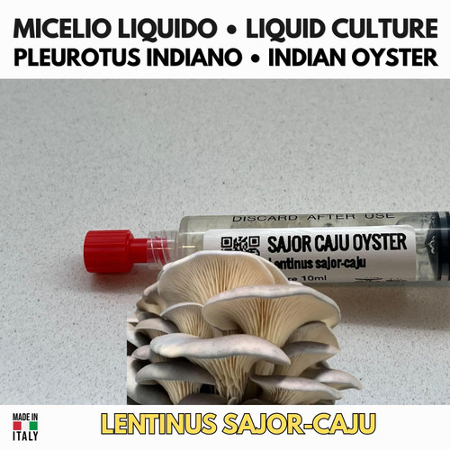 Pleurotus sajor caju fungo - pleurotus,