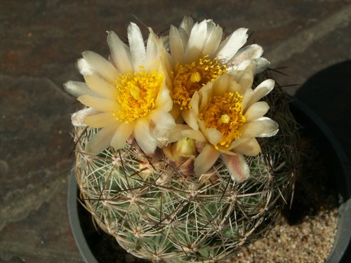 Pediocactus simpsonii 1851 - pediocactus, sb