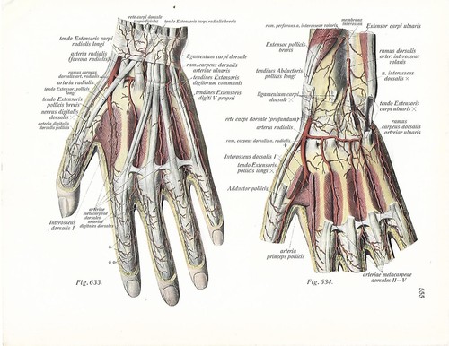 Stampa antica anatomia della - stampa,