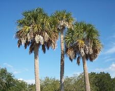 20 CABBAGE PALM SEEEDS - Sabal Palmetto