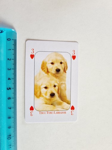 Labrador cani card rare - labrador,