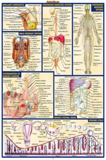 Mappa corpo anatomia umana