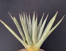 VERY BIG !!! AGAVE TITANOTA