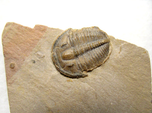 Cambrian elrathia kingi - cambrian,