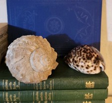 Conchiglia cypraea - -,