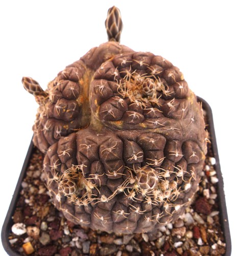 Gymnocalycium ragonesii r224 - gymnocalycium,