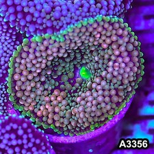 Item#A3356SP3356(S) WYSIWYG