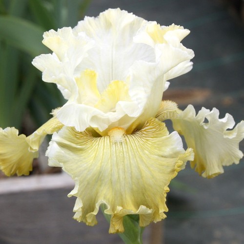 Iris les poumarots r - iris, poumarots'